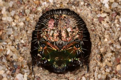 Réf. 305 707 : Lophyra flexuosa